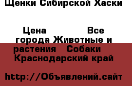 Щенки Сибирской Хаски › Цена ­ 20 000 - Все города Животные и растения » Собаки   . Краснодарский край